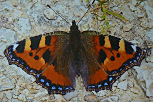 Schmetterling "Kleiner Fuchs"